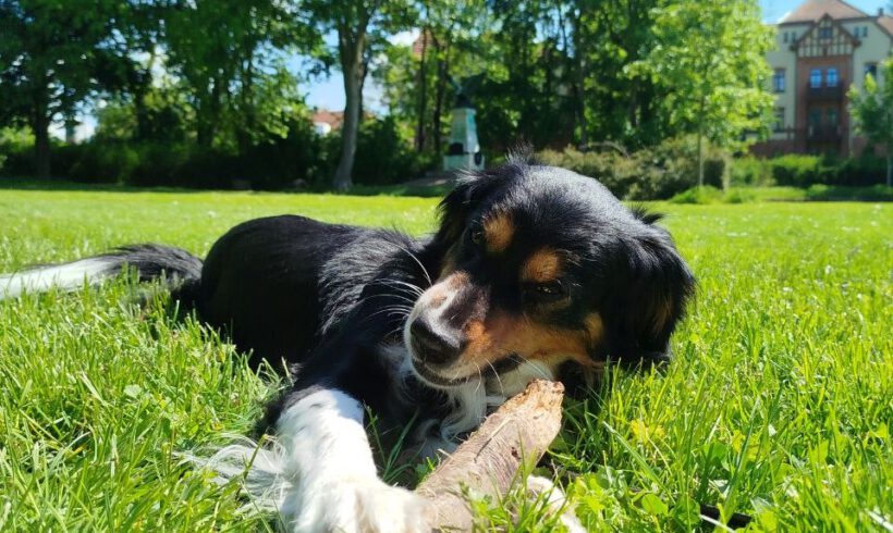 Louie – Privatvermittlung