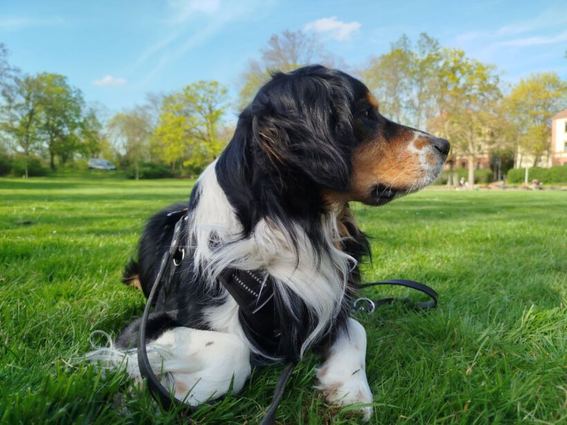 Louie – Privatvermittlung Louie – Privatvermittlung