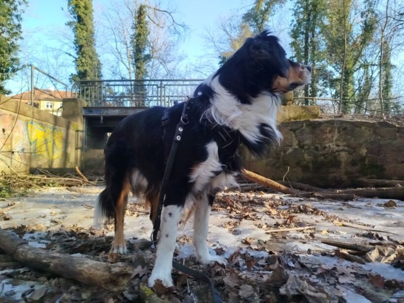 Louie – Privatvermittlung Louie – Privatvermittlung
