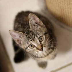 unsere Kitten suchen ihr neues Glück