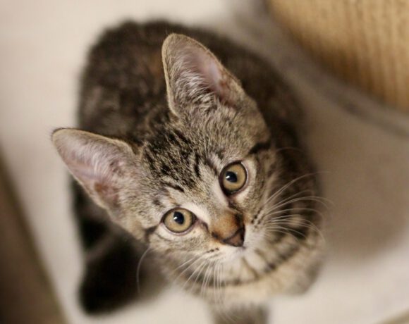 unsere Kitten suchen ihr neues Glück unsere Kitten suchen ihr neues Glück