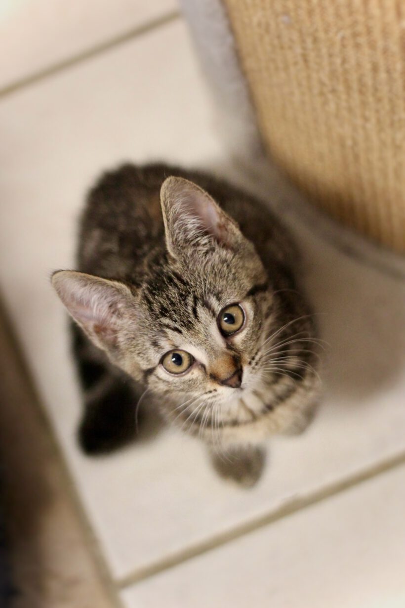 unsere Kitten suchen ihr neues Glück