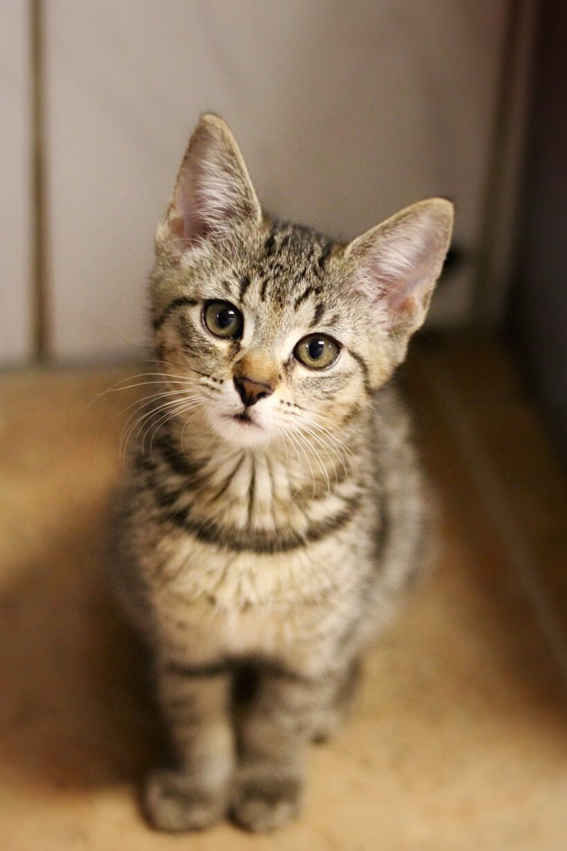 unsere Kitten suchen ihr neues Glück