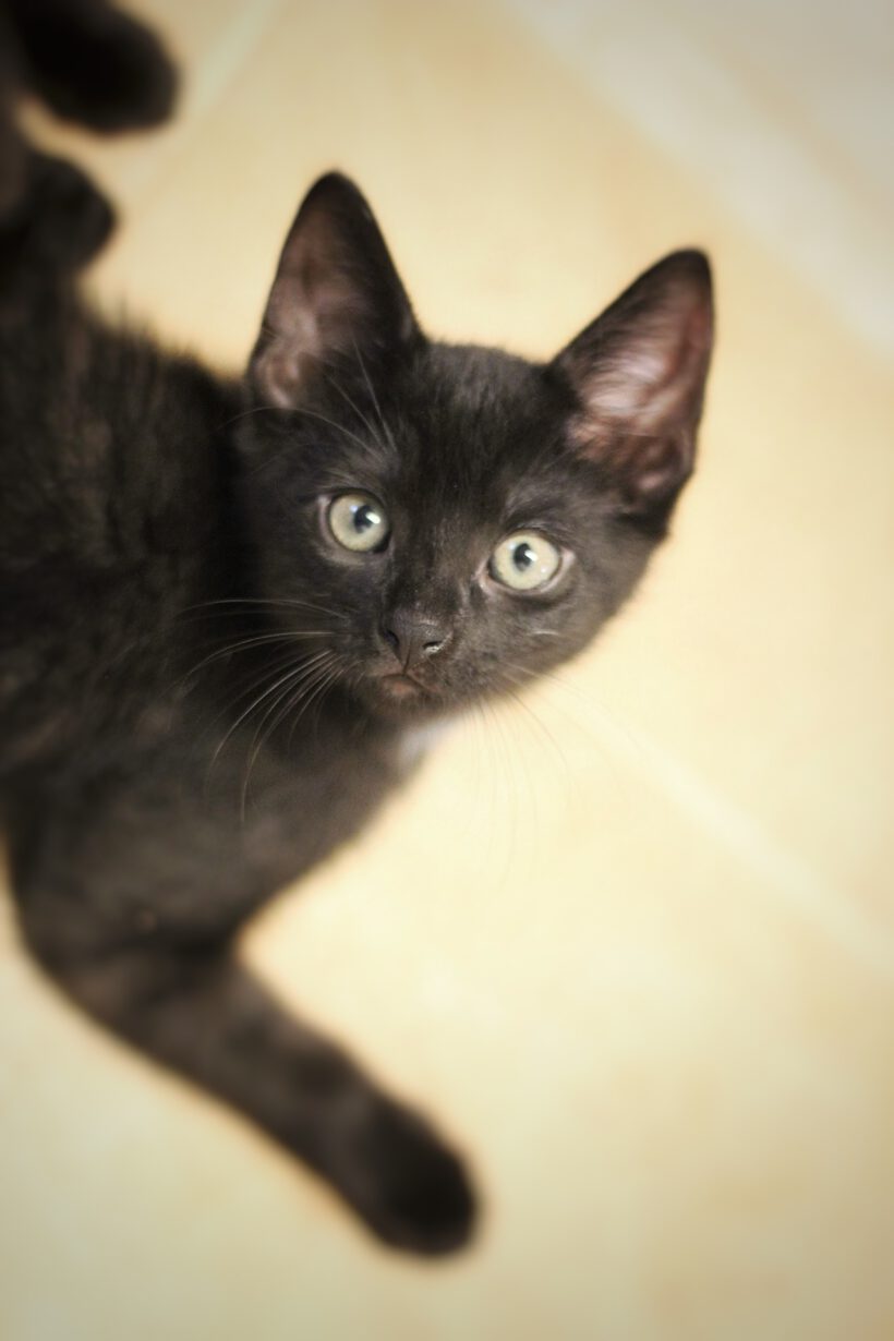unsere Kitten suchen ihr neues Glück