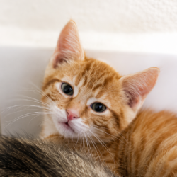Drei scheue Katerchen – gemeinsam auf dem Weg ins große Glück!
