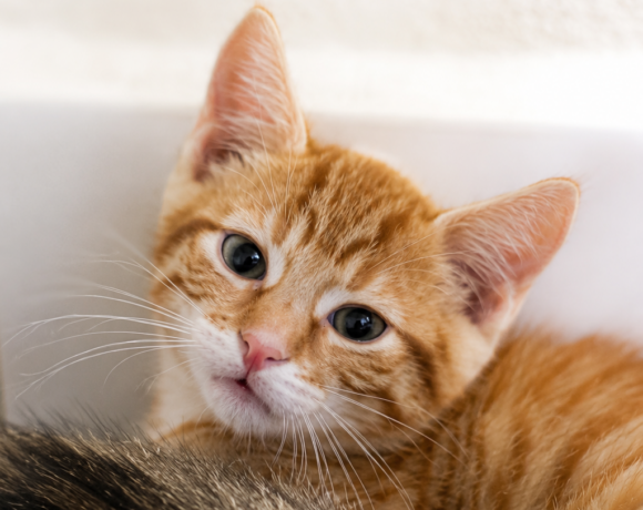 Drei scheue Katerchen – gemeinsam auf dem Weg ins große Glück! Drei scheue Katerchen – gemeinsam auf dem Weg ins große Glück!