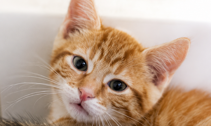 Drei scheue Katerchen – gemeinsam auf dem Weg ins große Glück!