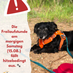 Freilaufstunde am 15.08. fällt hitzebedingt aus! Freilaufstunde am 15.08. fällt hitzebedingt aus!