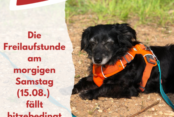Freilaufstunde am 15.08. fällt hitzebedingt aus!