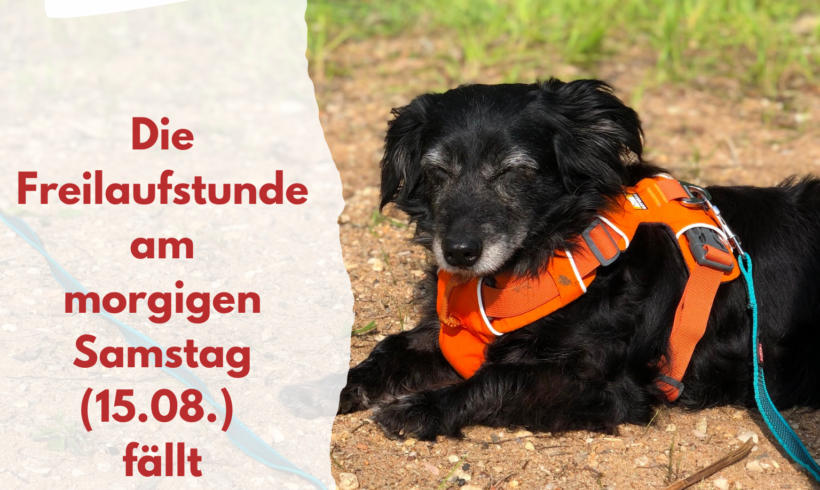 Freilaufstunde am 15.08. fällt hitzebedingt aus!