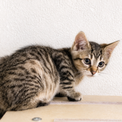 2 Kitten auf der Suche nach einem liebevollen Zuhause