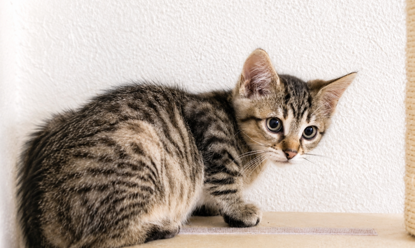 2 Kitten auf der Suche nach einem liebevollen Zuhause