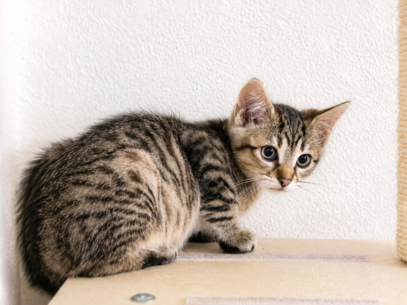 Drei scheue Katerchen – gemeinsam auf dem Weg ins große Glück! Drei scheue Katerchen – gemeinsam auf dem Weg ins große Glück!