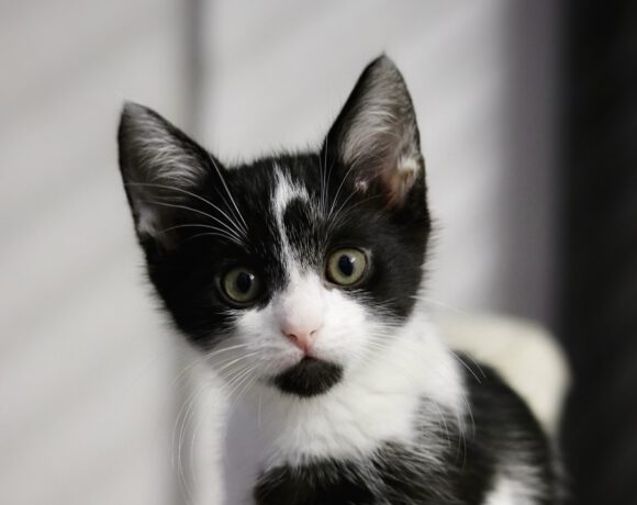 Evy und Fritzi – zwei schüchterne Katzenmädchen auf dem Weg ins Glück! Evy und Fritzi – zwei schüchterne Katzenmädchen auf dem Weg ins Glück!