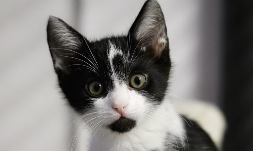 Evy und Fritzi – zwei schüchterne Katzenmädchen auf dem Weg ins Glück!