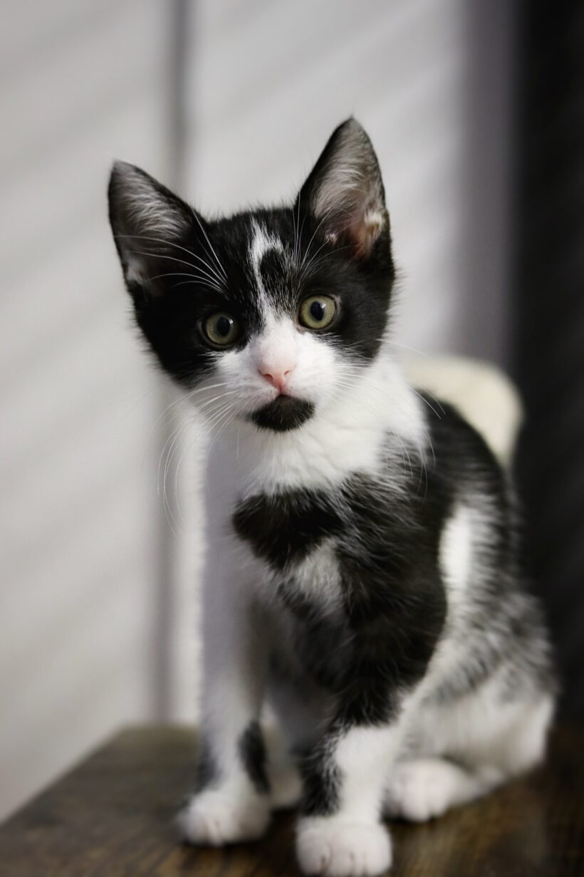 Evy und Fritzi – zwei schüchterne Katzenmädchen auf dem Weg ins Glück! Evy und Fritzi – zwei schüchterne Katzenmädchen auf dem Weg ins Glück!