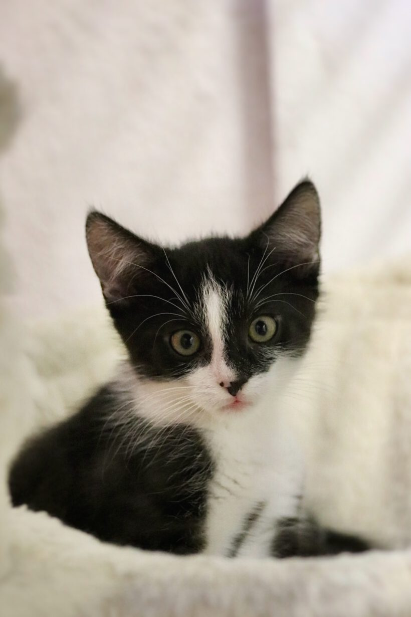 Evy und Fritzi – zwei schüchterne Katzenmädchen auf dem Weg ins Glück! Evy und Fritzi – zwei schüchterne Katzenmädchen auf dem Weg ins Glück!