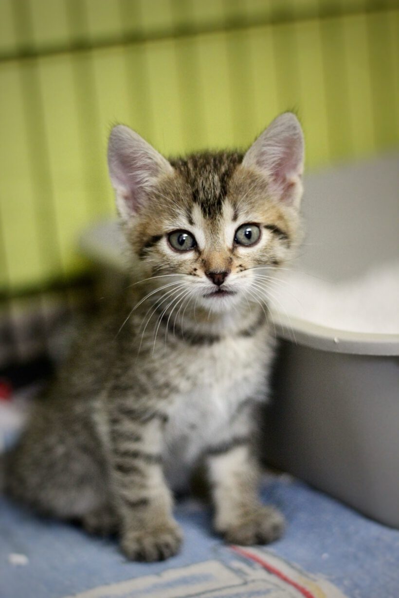 Zwei kleine Katzenmädchen – auf der Suche nach ihrem Für-Immer-Zuhause!