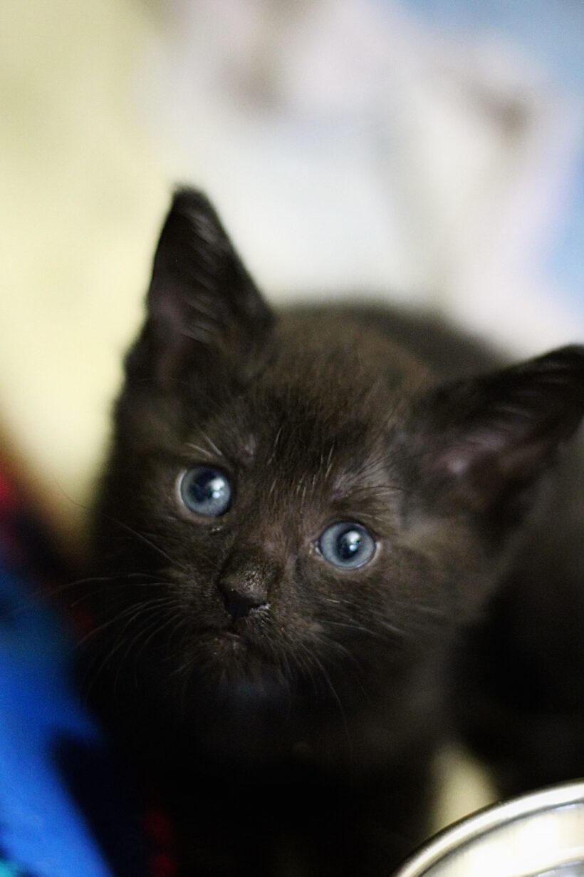 Zwei kleine Kater – gemeinsam auf der Suche nach ihrem Für-Immer-Zuhause! Zwei kleine Kater – gemeinsam auf der Suche nach ihrem Für-Immer-Zuhause!