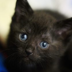 Larry und Pinky – Zwei kleine Kater gemeinsam auf der Suche nach ihrem Für-Immer-Zuhause!
