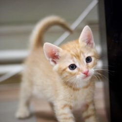 Zwei kleine Kater – gemeinsam auf der Suche nach ihrem Für-Immer-Zuhause!