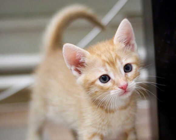 Zwei kleine Kater – gemeinsam auf der Suche nach ihrem Für-Immer-Zuhause! Zwei kleine Kater – gemeinsam auf der Suche nach ihrem Für-Immer-Zuhause!