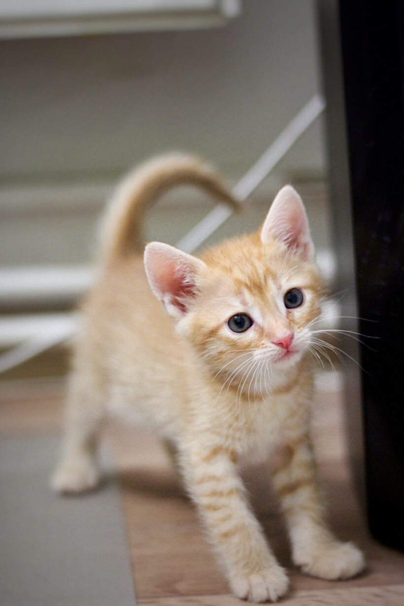 Zwei kleine Kater – gemeinsam auf der Suche nach ihrem Für-Immer-Zuhause! Zwei kleine Kater – gemeinsam auf der Suche nach ihrem Für-Immer-Zuhause!