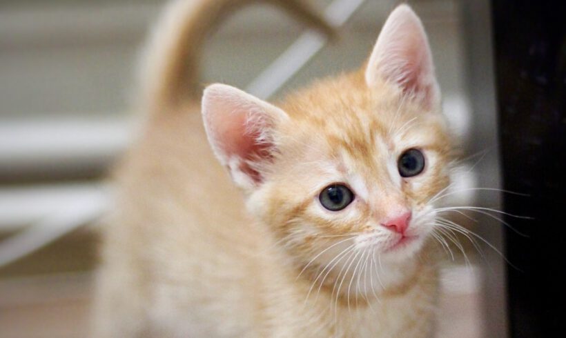 Larry und Pinky – Zwei kleine Kater gemeinsam auf der Suche nach ihrem Für-Immer-Zuhause!