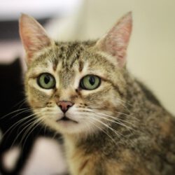 Zwille – eine liebevolle Katzenmama mit ganz großen Herz sucht ihr Zuhause!