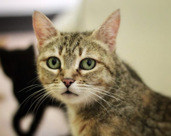 Zwille – eine liebevolle Katzenmama mit ganz großen Herz sucht ihr Zuhause! Zwille – eine liebevolle Katzenmama mit ganz großen Herz sucht ihr Zuhause!