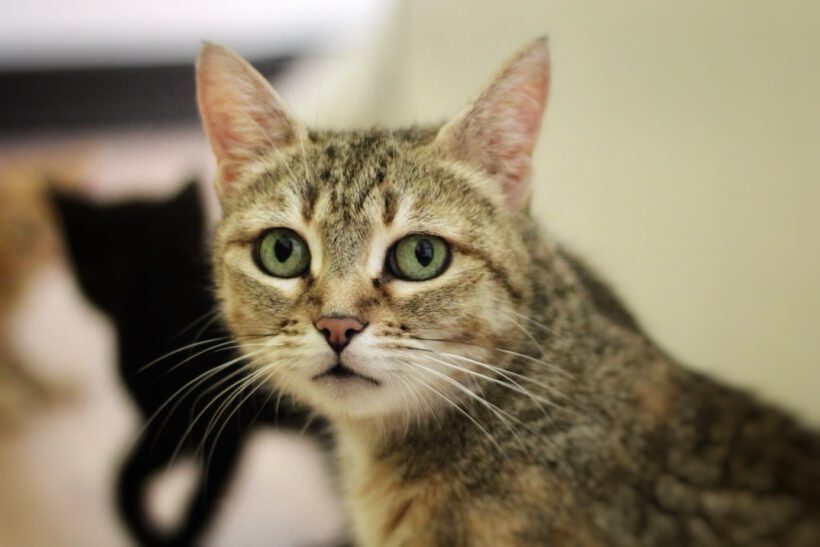 Zwille – eine liebevolle Katzenmama mit ganz großen Herz sucht ihr Zuhause! Zwille – eine liebevolle Katzenmama mit ganz großen Herz sucht ihr Zuhause!