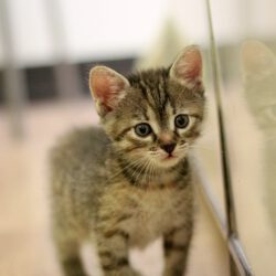 Zwei kleine Katzenmädchen – auf der Suche nach ihrem Für-Immer-Zuhause!