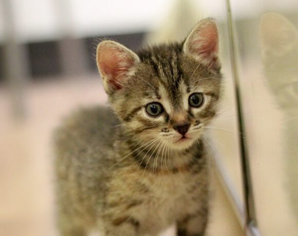 Zwei kleine Katzenmädchen – auf der Suche nach ihrem Für-Immer-Zuhause! Zwei kleine Katzenmädchen – auf der Suche nach ihrem Für-Immer-Zuhause!