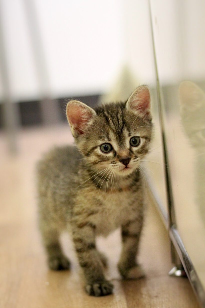 Zwei kleine Katzenmädchen – auf der Suche nach ihrem Für-Immer-Zuhause!
