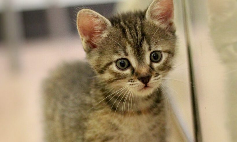 Jessie und Kessie – Zwei kleine Katzenmädchen auf der Suche nach ihrem Für-Immer-Zuhause!