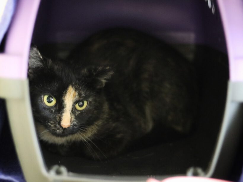 Priscilla sucht ein liebevolles Zuhause Priscilla sucht ein liebevolles Zuhause