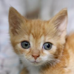 6 Kitten auf der Suche nach einem liebevollen Zuhause