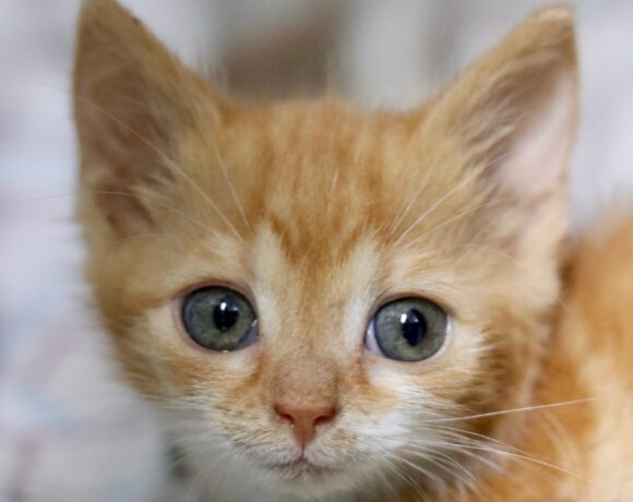 6 Kitten auf der Suche nach einem liebevollen Zuhause 6 Kitten auf der Suche nach einem liebevollen Zuhause