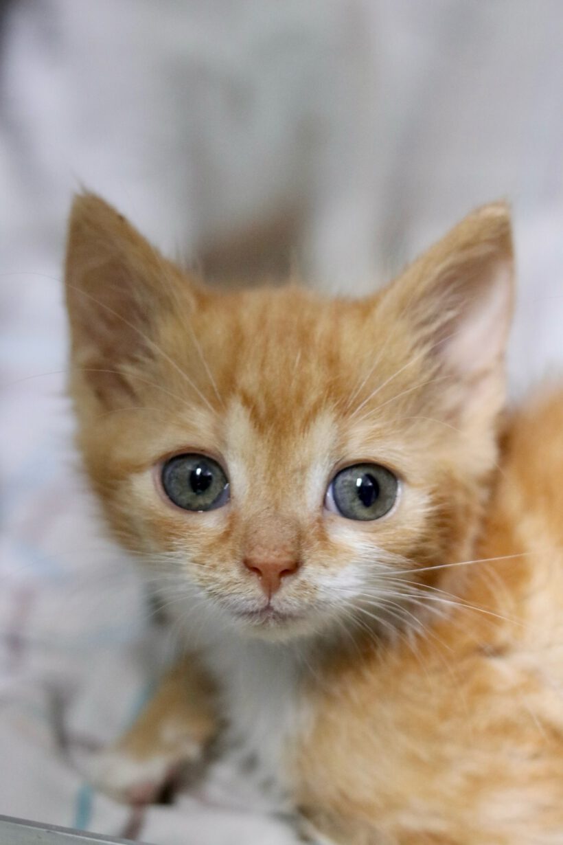 6 Kitten auf der Suche nach einem liebevollen Zuhause 6 Kitten auf der Suche nach einem liebevollen Zuhause