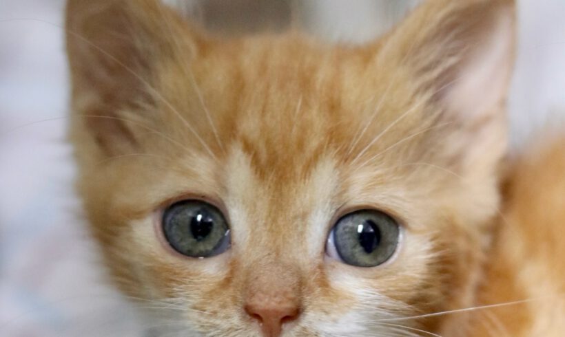 6 Kitten auf der Suche nach einem liebevollen Zuhause