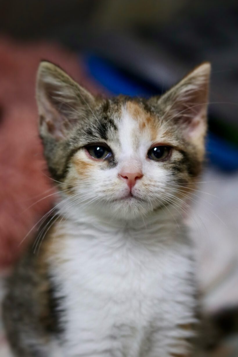6 Kitten auf der Suche nach einem liebevollen Zuhause 6 Kitten auf der Suche nach einem liebevollen Zuhause