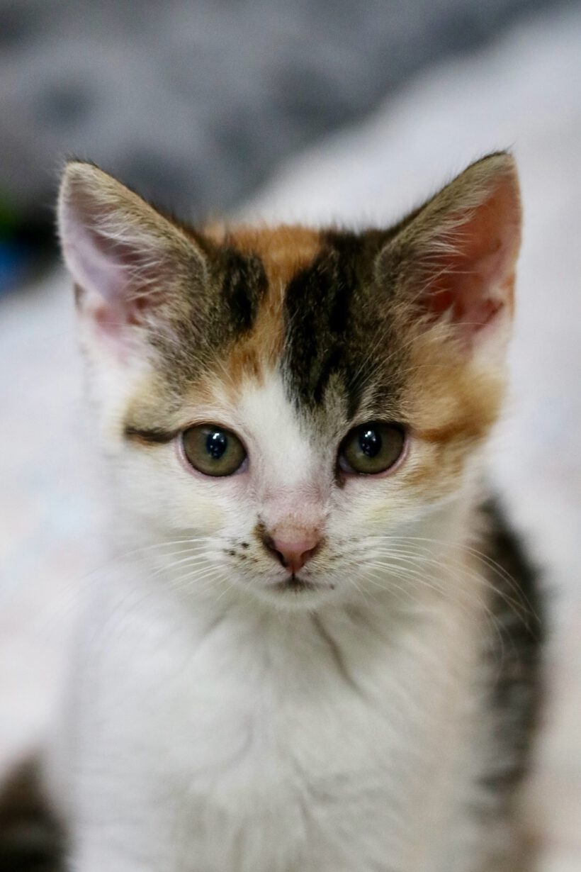 6 Kitten auf der Suche nach einem liebevollen Zuhause 6 Kitten auf der Suche nach einem liebevollen Zuhause