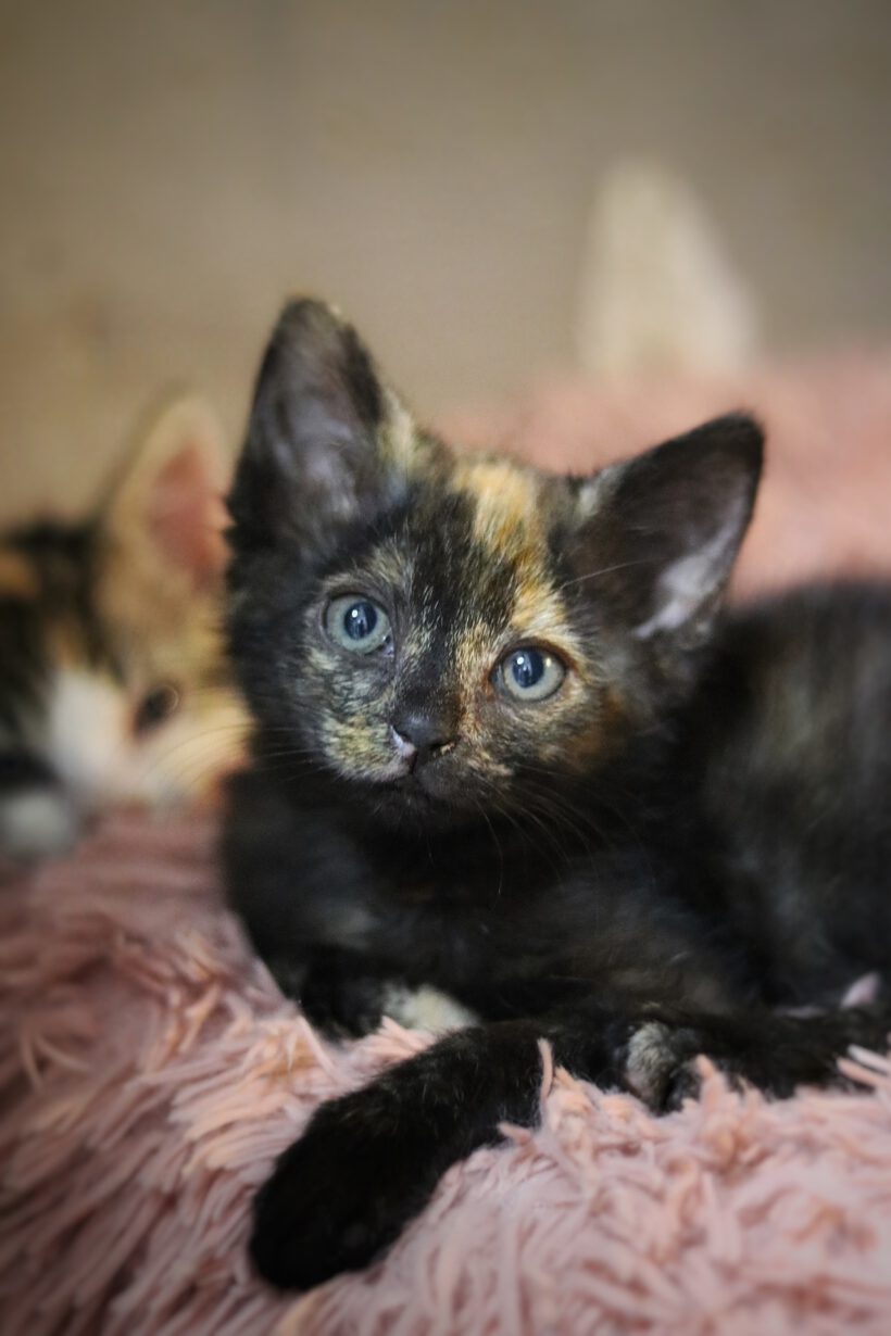 6 Kitten auf der Suche nach einem liebevollen Zuhause 6 Kitten auf der Suche nach einem liebevollen Zuhause