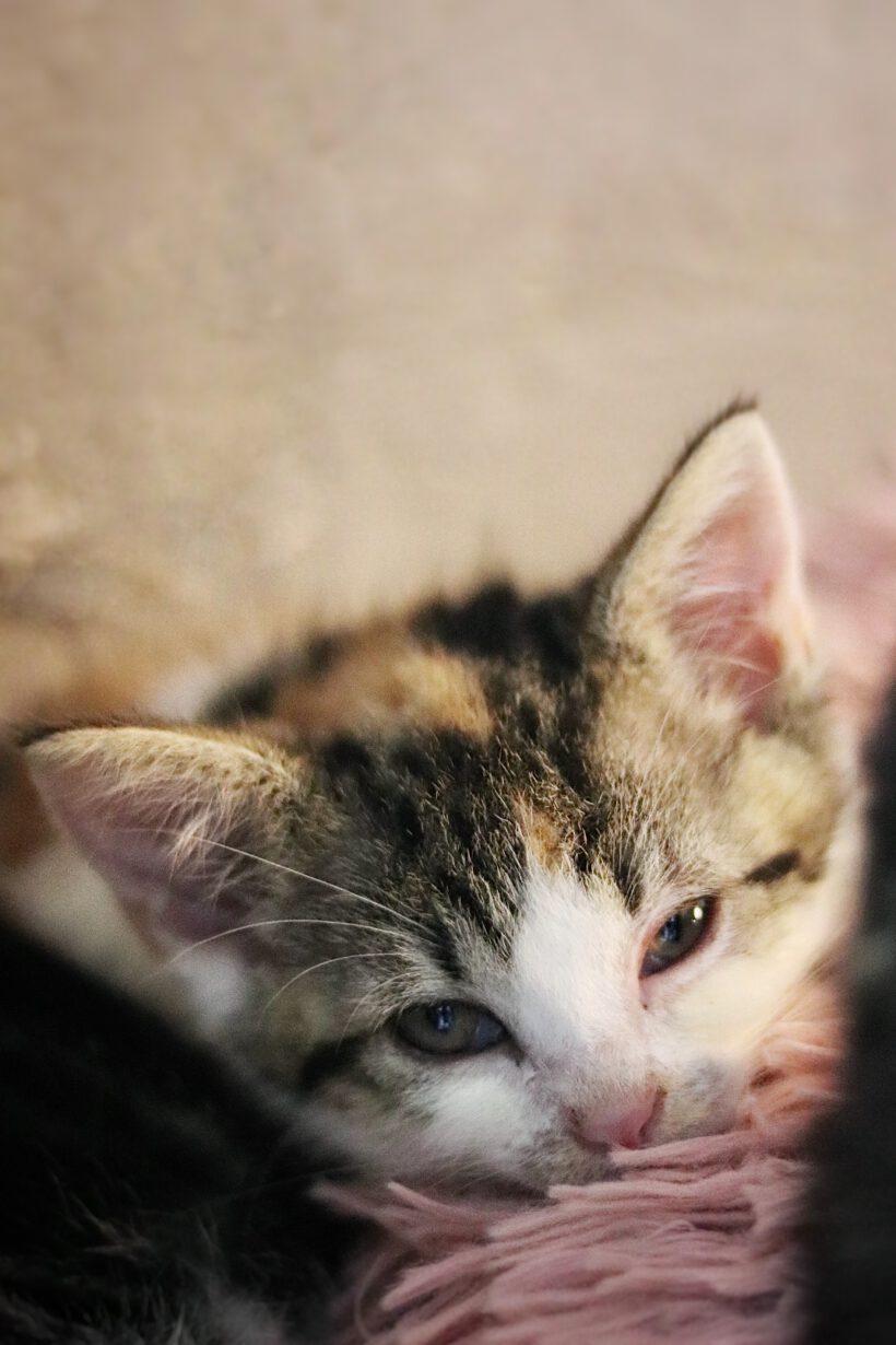 6 Kitten auf der Suche nach einem liebevollen Zuhause 6 Kitten auf der Suche nach einem liebevollen Zuhause