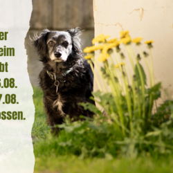 Tierheim am 06.08. und 07.08. geschlossen! Tierheim am 06.08. und 07.08. geschlossen!