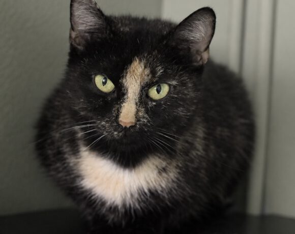 Priscilla sucht ein liebevolles Zuhause Priscilla sucht ein liebevolles Zuhause