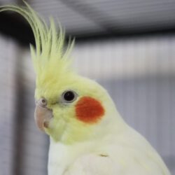 Henriette