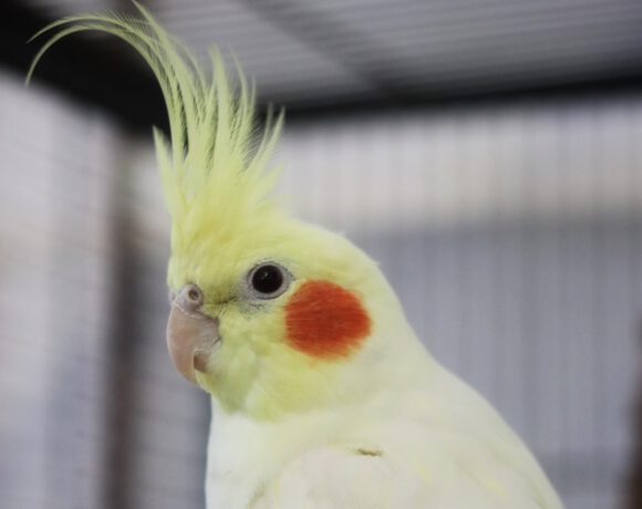 Henriette