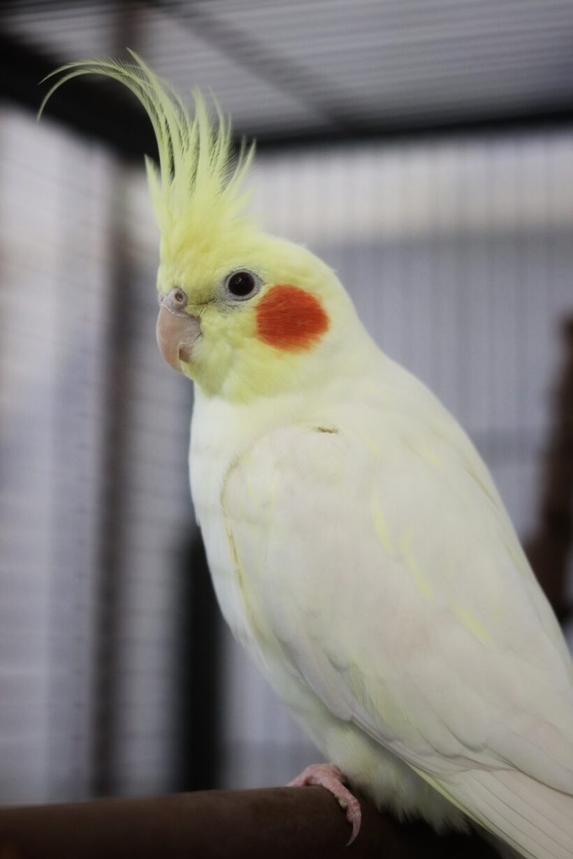 Henriette