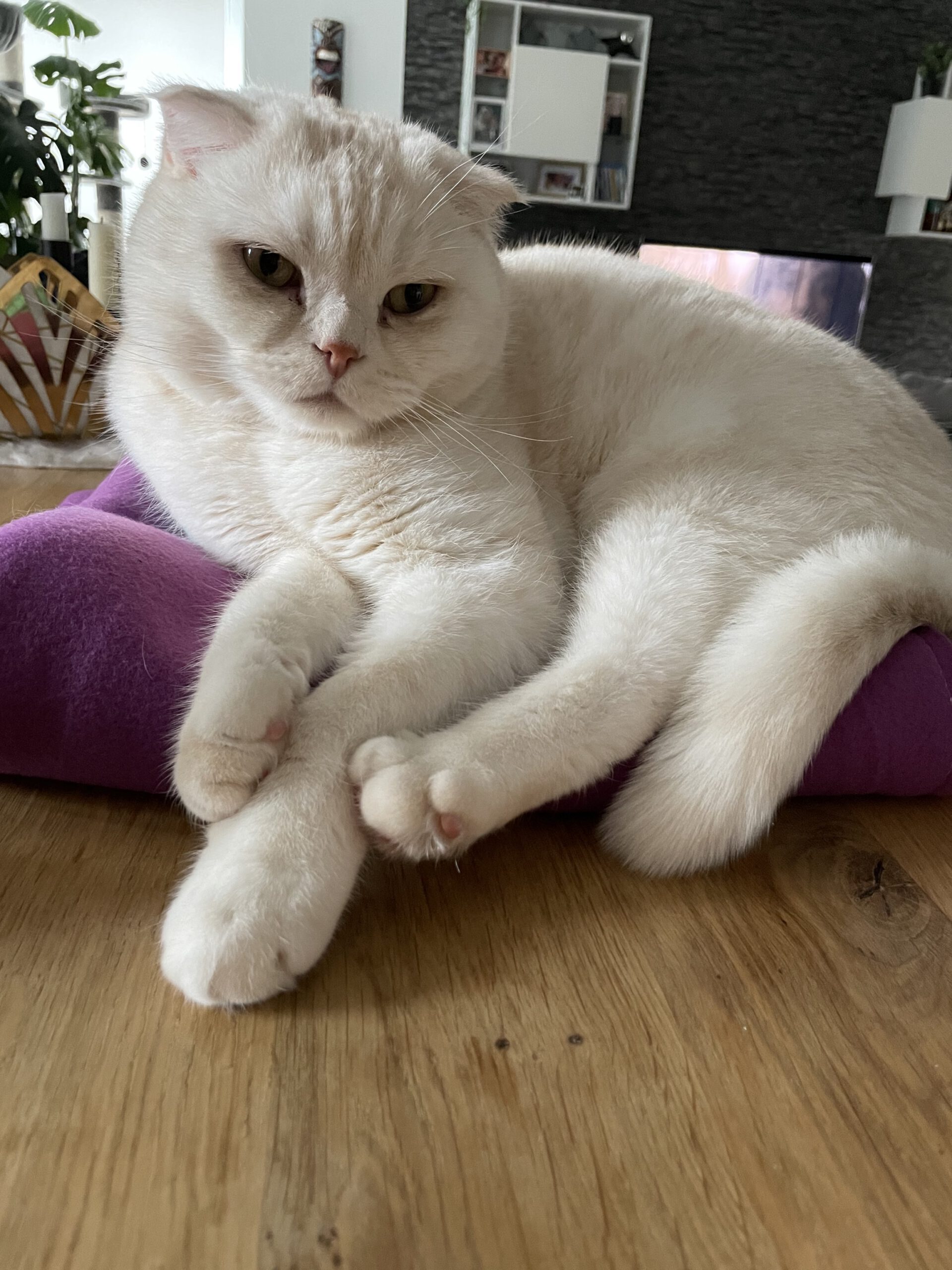 Swoke und Nero, Scottish fold – Tierheim Oelzschau
